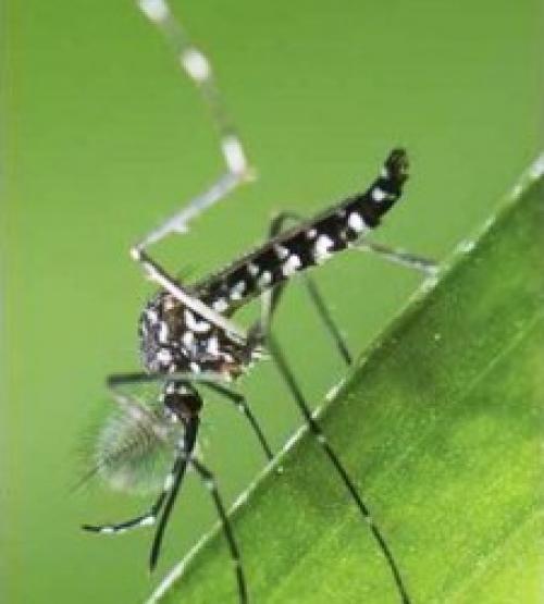 Mosquito da dengue um hospede 

perigoso.