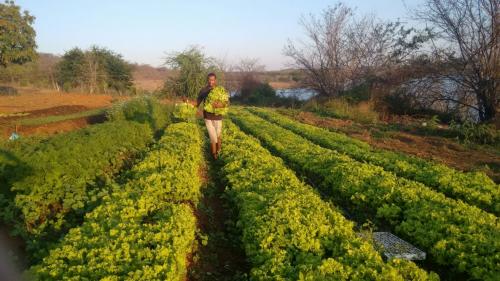 Jovem agricultor realiza plantio de 

hortaliças orgânicas a margem da barragem