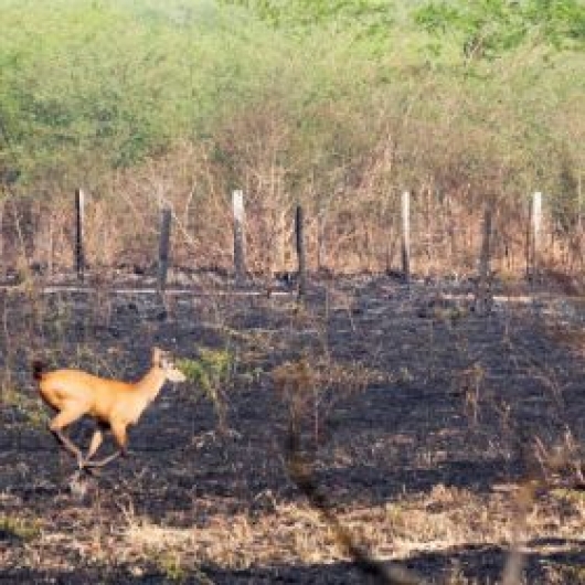Setembro tem recorde histórico de queimadas no Pantanal