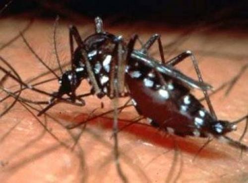 Aparelho irá diagnosticar dengue com maior 

rapidez