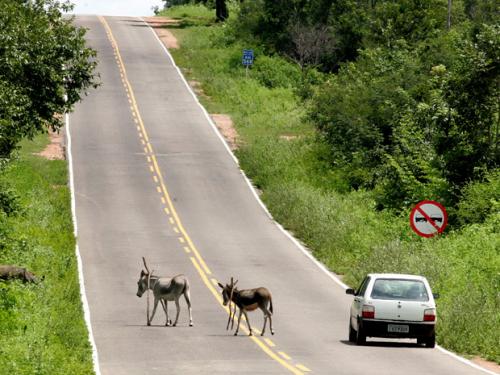 Animais nas estradas, perigo no São Jo

o
