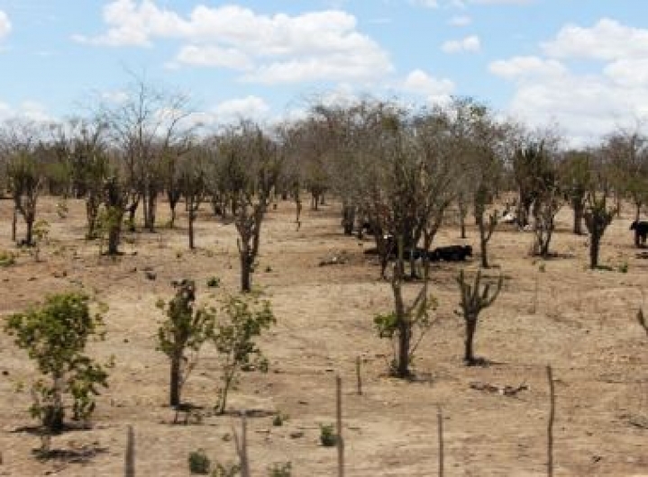Bahia lidera em área afetada por seca no país, aponta monitor