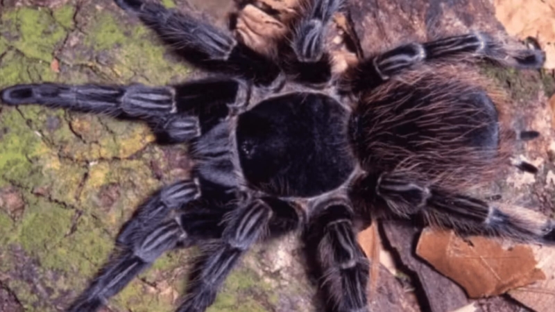Descoberta promissora: Veneno de aranha brasileira pode ser peça-chave para tratamento do câncer