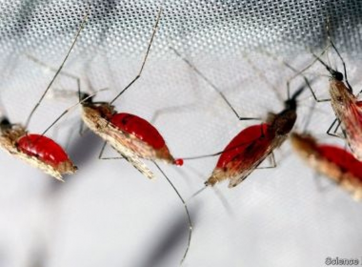 Estudo de vacina contra a malária mostra resultados promissores em ensaios clínicos