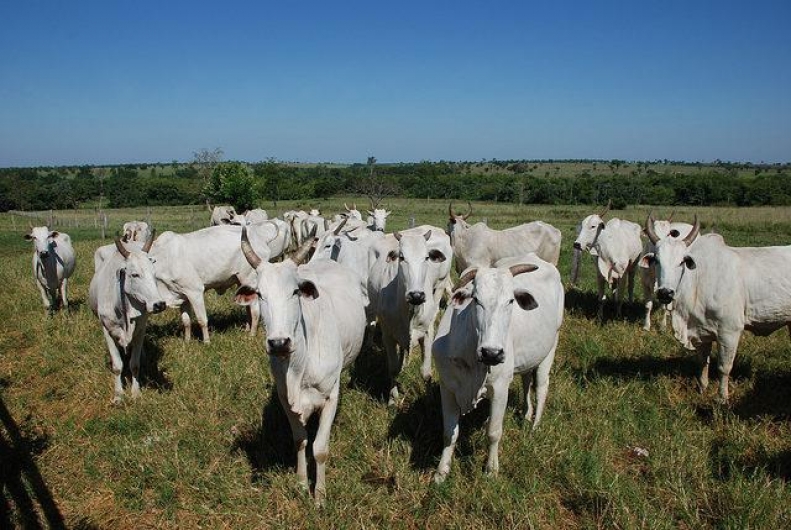 China continua derrubando preço do boi no Brasil