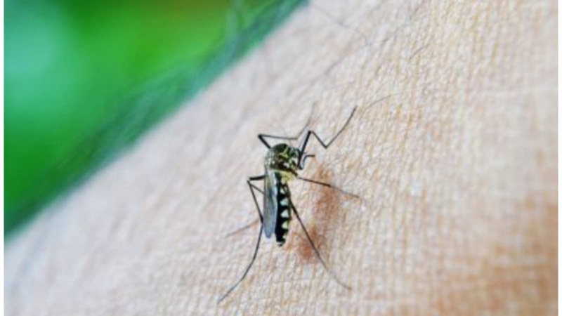 Brasil bate recorde histórico de casos de dengue com 1,8 milhão em menos de três meses