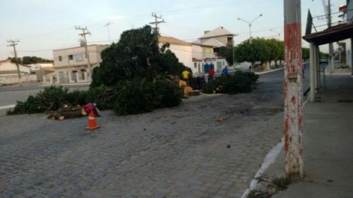 Prefeito é denunciado no início do mandato 

por corte de árvores na cidade
